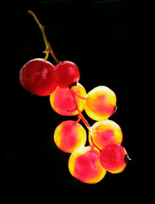 Red Currants-14.jpg