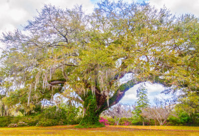 Live Oak_0095