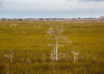 Everglades-1