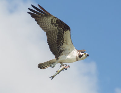 Osprey the Magnificent Fisher