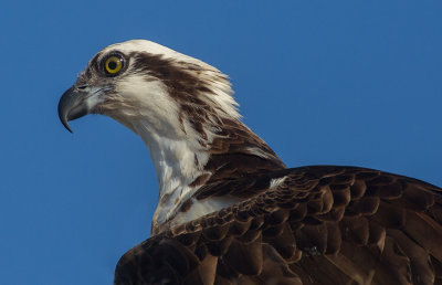 Osprey in Profile