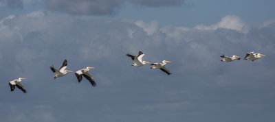 White Pelicans in Flight