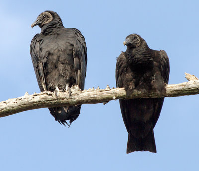 Vulture Couple.jpg