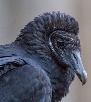 Vulture Portrait.jpg