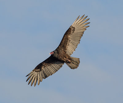 Vulture in Flight.jpg