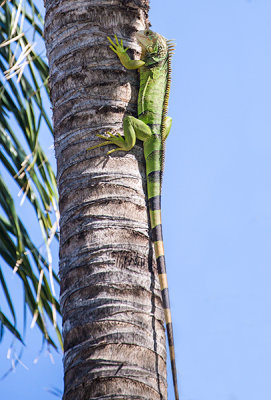 Mexican Spiny Tailed Iguana-1.jpg