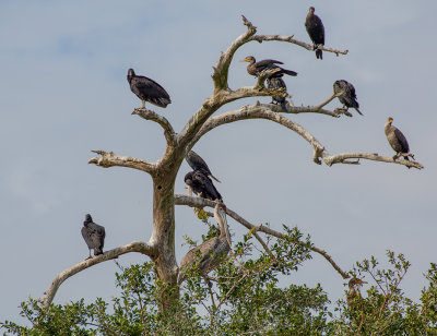 Branch for Everyone!