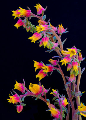 Echeveria-1.jpg