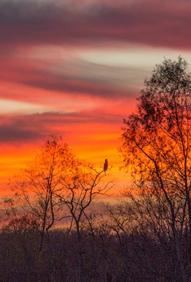 Cormorant Watching Sunset