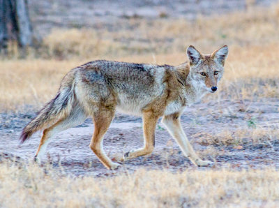 Coyote