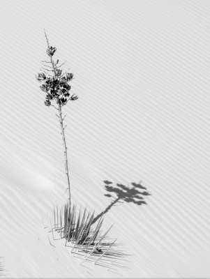 White Sands 7621 bw.jpg