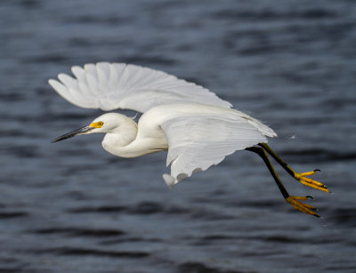 White Egret in fly.