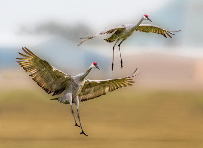 Cranes - Double Landing