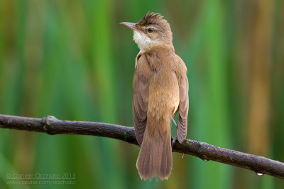 Great Reed Warbler( Acrocephalus arundinaceus)