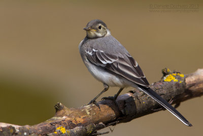 White Wagtail (Motacilla alba)