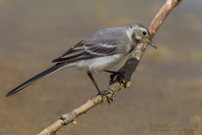 White Wagtail (Motacilla alba)