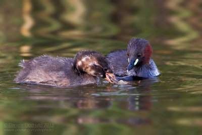 Little Grebe (Tachybaptus ruficollis)