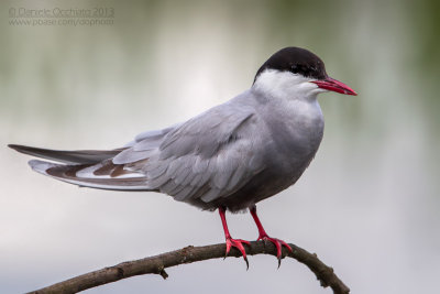 Whiskered Tern (Mignattino piombato)