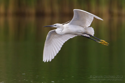 Little Egret (Egretta garzetta)