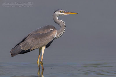 Grey Heron (Ardea cinerea)