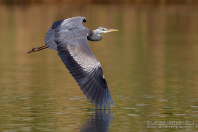 Grey Heron (Ardea cinerea)
