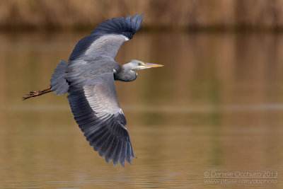 Grey Heron (Ardea cinerea)