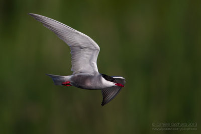 Whiskered Tern (Chlidonias hybrida)