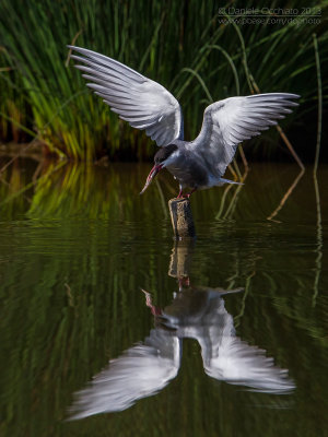 Whiskered Tern (Chlidonias hybrida)