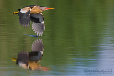 Little Bittern (Ixobrychus minutus)