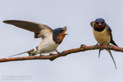 Barn Swallow (Hirundo rustica)