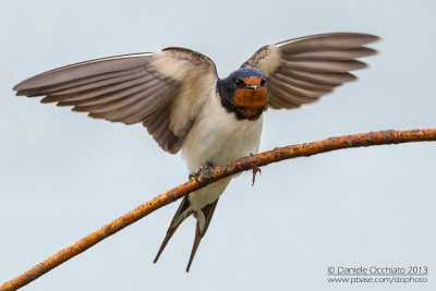 Barn Swallow (Hirundo rustica)