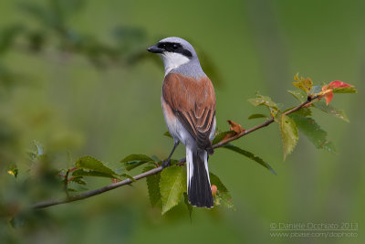 Red-backed Shrike (Lanius collurio)