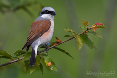 Red-backed Shrike (Lanius collurio)