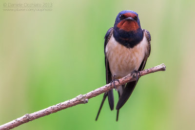 Barn Swallow (Hirundo rustica)