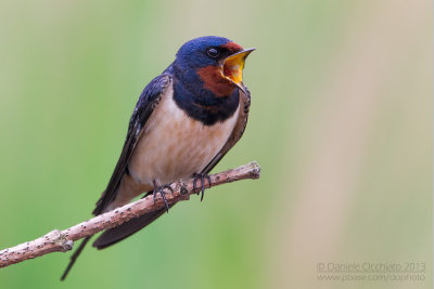 Barn Swallow (Hirundo rustica)