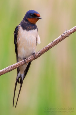 Rondine; Barn Swallow; Hirundo rustica