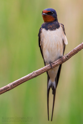 Rondine; Barn Swallow; Hirundo rustica