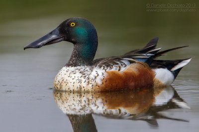 Northern Shoveler (Anas clypeata)