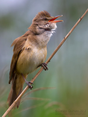 Great Reed Warbler (Acrocephalus arundinaceus)