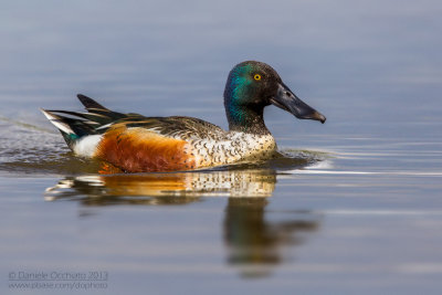 Northern Shoveler (Anas clypeata)