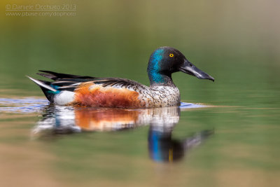Northern Shoveler (Anas clypeata)