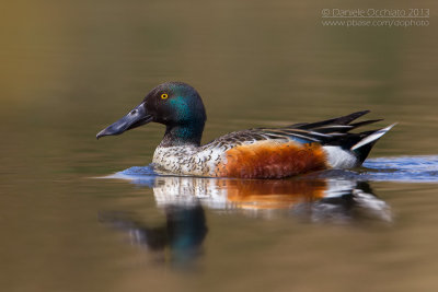 Northern Shoveler (Anas clypeata)