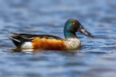 Northern Shoveler (Anas clypeata)
