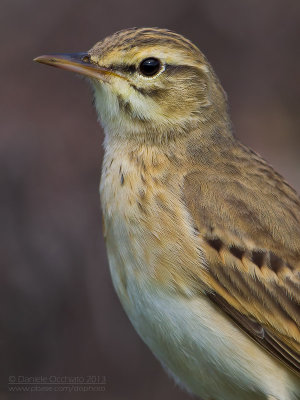 Tawny Pipit (Anthus campestris)