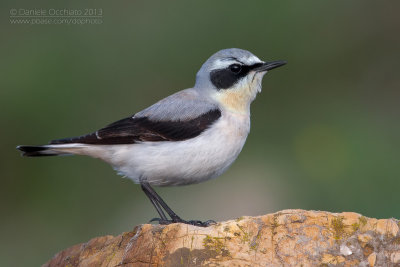 Northern Wheatear (Oenanthe oenanthe)