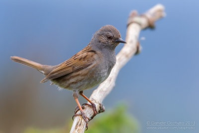 Dunnock (Prunella modularis)