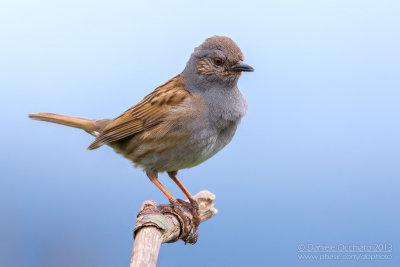 Dunnock (Prunella modularis)