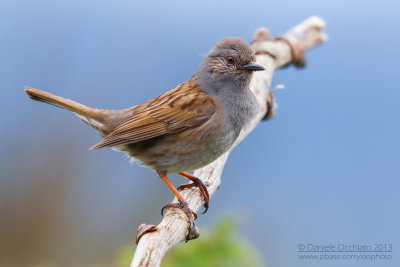 Dunnock (Prunella modularis)