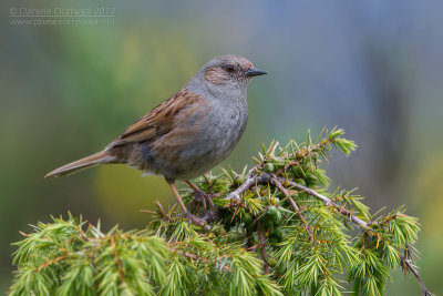 Dunnock (Prunella modularis)