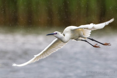 Little Egret (Egretta garzetta)